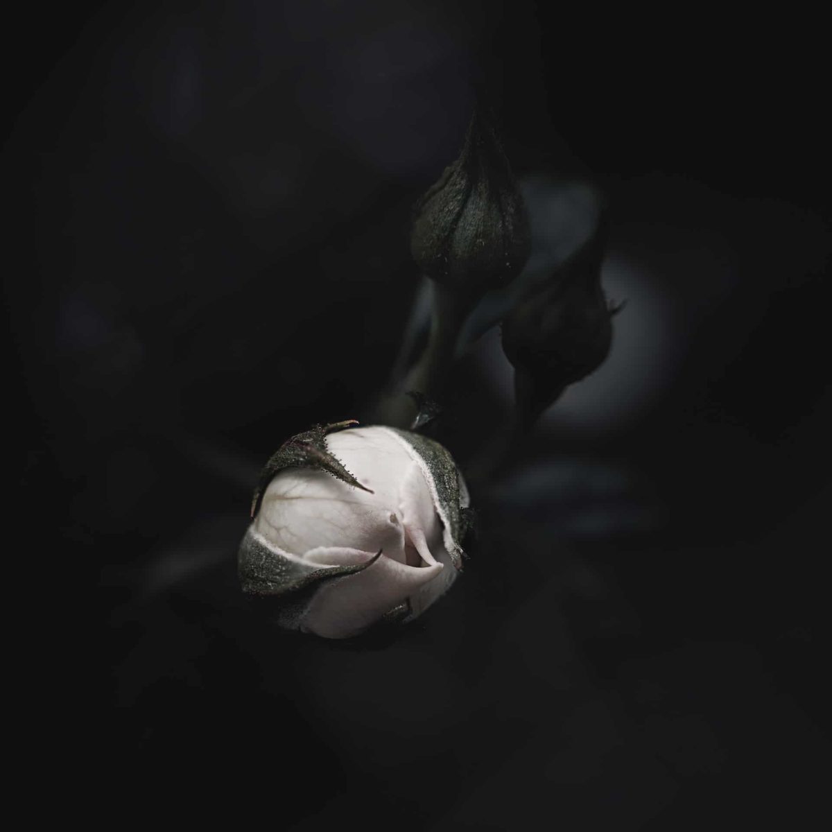 The Bud of Mended Bones